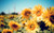 Jual Poster Flowers Sunflower 052APC