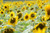 Jual Poster Flowers Sunflower 059APC