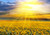 Jual Poster Flowers Sunflower 084APC