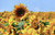 Jual Poster Flowers Sunflower 097APC