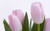 Jual Poster Flowers Tulip 001APC