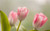 Jual Poster Flowers Tulip 028APC
