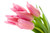 Jual Poster Flowers Tulip 030APC