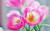 Jual Poster Flowers Tulip 036APC