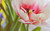 Jual Poster Flowers Tulip 037APC