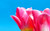 Jual Poster Flowers Tulip 060APC