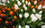Jual Poster Flowers Tulip 064APC