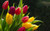 Jual Poster Flowers Tulip 077APC