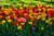 Jual Poster Flowers Tulip 078APC