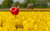 Jual Poster Flowers Tulip 107APC
