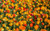 Jual Poster Flowers Tulip 127APC