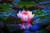 Jual Poster Flowers Water Lily 016APC