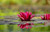 Jual Poster Flowers Water Lily 020APC