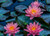Jual Poster Flowers Water Lily 025APC
