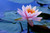 Jual Poster Flowers Water Lily 028APC