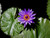 Jual Poster Flowers Water Lily 031APC