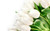 Jual Poster Flower White Flower Flowers Tulip 002APC