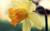 Jual Poster Flower Yellow Flower Flowers Daffodil APC