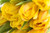 Jual Poster Flower Yellow Flower Flowers Tulip 001APC