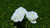 Jual Poster Garden Nature Rose Spring White Flower Flowers Rose APC
