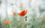 Jual Poster Macro Nature Orange Flower Poppy Summer Flowers Poppy APC