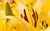 Jual Poster Oriental Flowers Lily APC