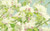 Jual Poster Pastel Flowers Flower 002APC
