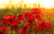 Jual Poster Poppy Flowers Poppy 001APC