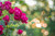 Jual Poster Rose Flowers Flower 7APC