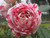 Jual Poster Rose Flowers Peppermint Rose APC