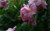 Jual Poster Rose Flowers Rose 12932APC