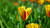Jual Poster Tulip Flowers Tulip 012APC