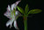 Jual Poster Amaryllis Closeup Black background White WPS 002