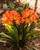 Jual Poster Amaryllis Closeup Clivia Orange WPS