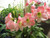 Jual Poster Amaryllis Closeup Pink color WPS