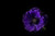 Jual Poster Anemones Closeup Black background Violet WPS