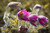 Jual Poster Anemones Closeup Bokeh Pink color WPS 001