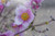 Jual Poster Anemones Closeup Pink color Bokeh WPS
