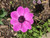 Jual Poster Anemones Closeup Pink color WPS 001