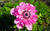 Jual Poster Anemones Closeup Pink color WPS 002