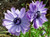 Jual Poster Anemones Closeup Violet Two WPS