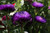 Jual Poster Asters Closeup Violet WPS 002
