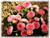 Jual Poster Bellis Closeup Pink WPS