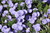 Jual Poster Bindweed Closeup Violet WPS