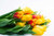 Jual Poster Bouquets Tulips White background Yellow WPS