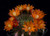 Jual Poster Cactuses Closeup Black background Orange WPS