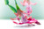 Jual Poster Cactuses Closeup WPS 001