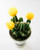 Jual Poster Cactuses White background Yellow WPS