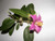Jual Poster Camellia Closeup Pink color WPS 003