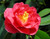 Jual Poster Camellia Closeup Pink WPS 004